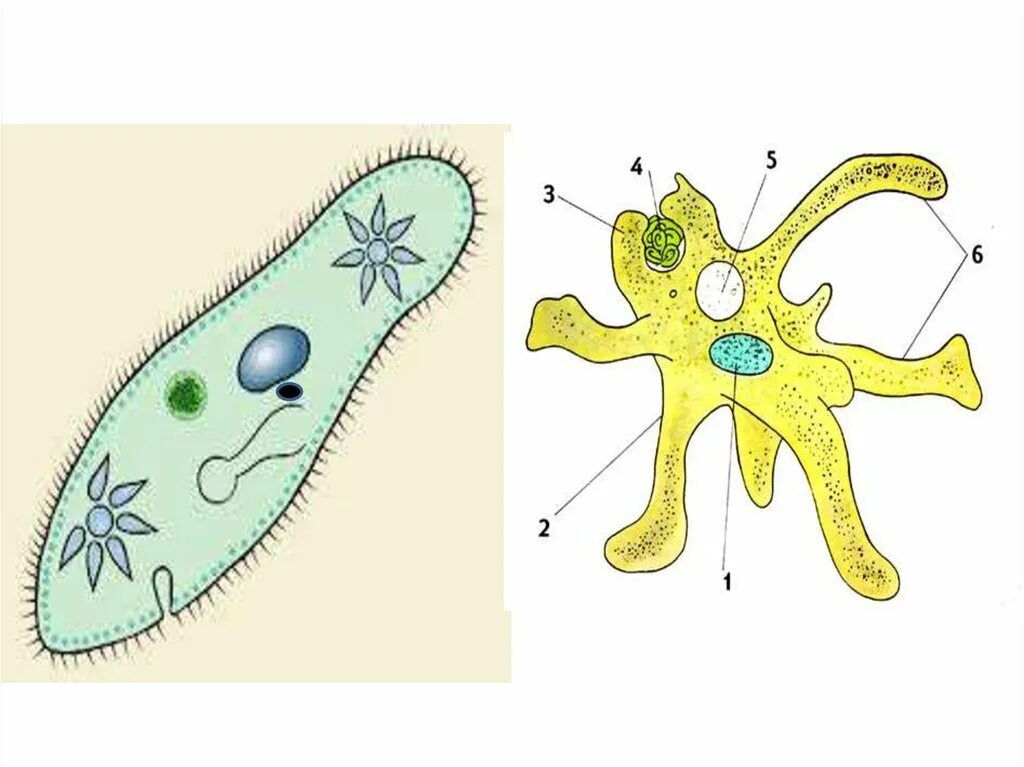 Рисунок строение 7. Строение клетки Amoeba Proteus. Одноклеточные строение амебы. Корненожки амеба. Амёба обыкновенная.