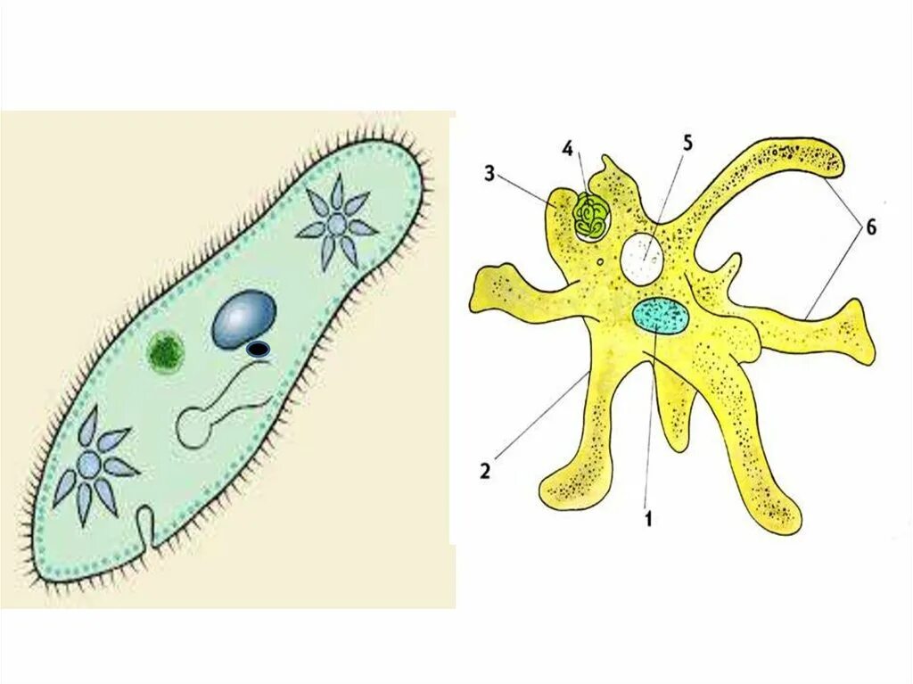 Части строения простейших. Строение амебы обыкновенной. Амёба обыкновенная протисты. Строение одноклеточной амебы. Амёба обыкновенная 5 класс биология.