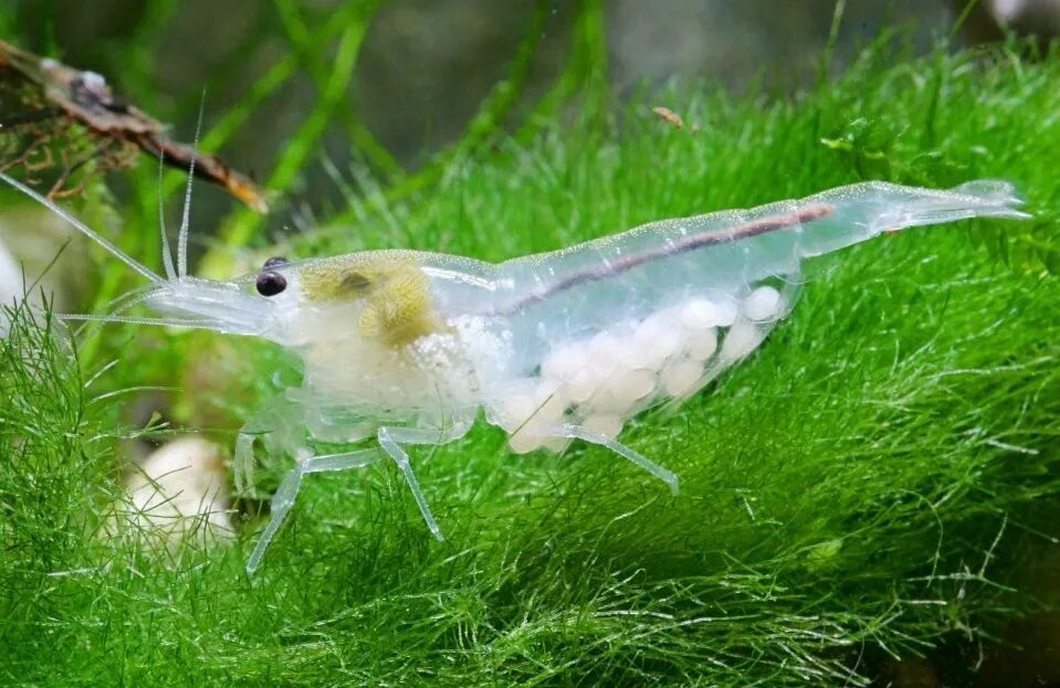 Креветки аквариумные виды. Креветка Снежинка - Neocaridina CF. Zhangjiajiensis var. White. Креветка неокаридина пальмата. Креветка неокардина аквариумная. Креветка неокаридина Снежинка.