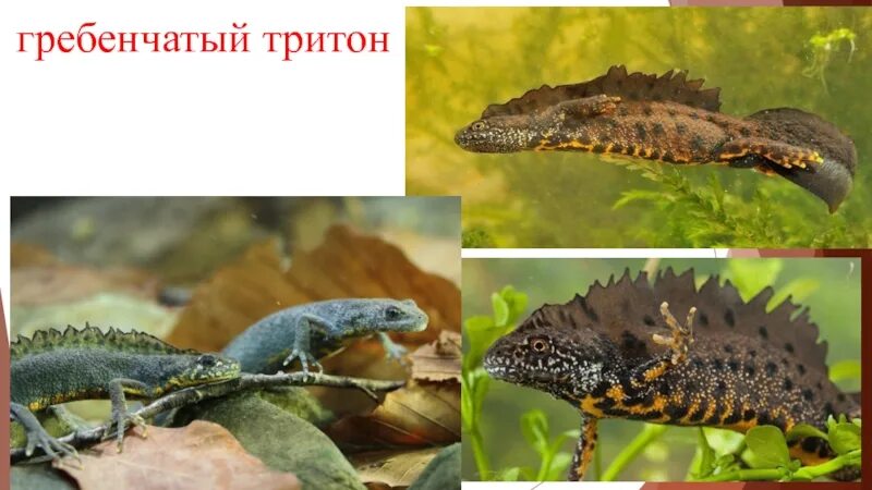 Гребенчатый тритон относится к пресмыкающимся. Гребенчатый тритон. гребенчатый тритон ядовитый. гребенчатый тритон самка. обыкновенный и гребенчатый тритоны.