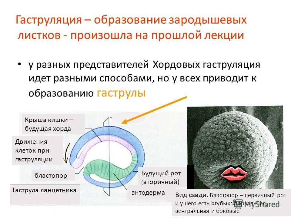 На какой из стадий образуется бластопор. Гаструляция бластопор. Эмбриогенез бластопор. Эпиболия бластопор. На какой из стадий образуется бластопор.
