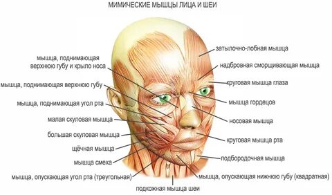 Мимические мышцы