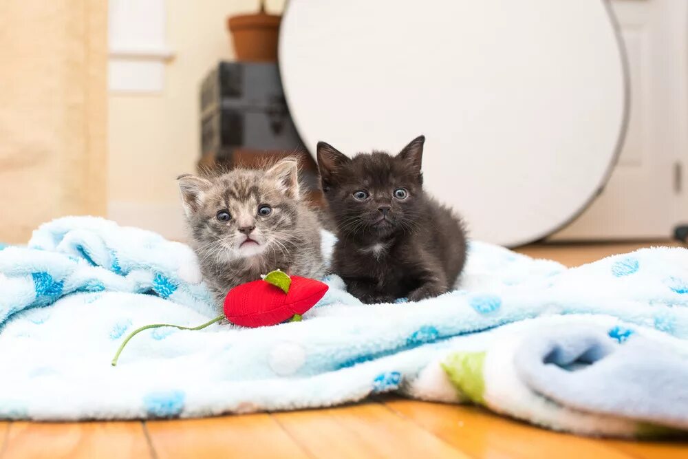 сейчас котенка