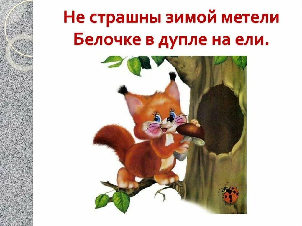 дупло белки анжелы