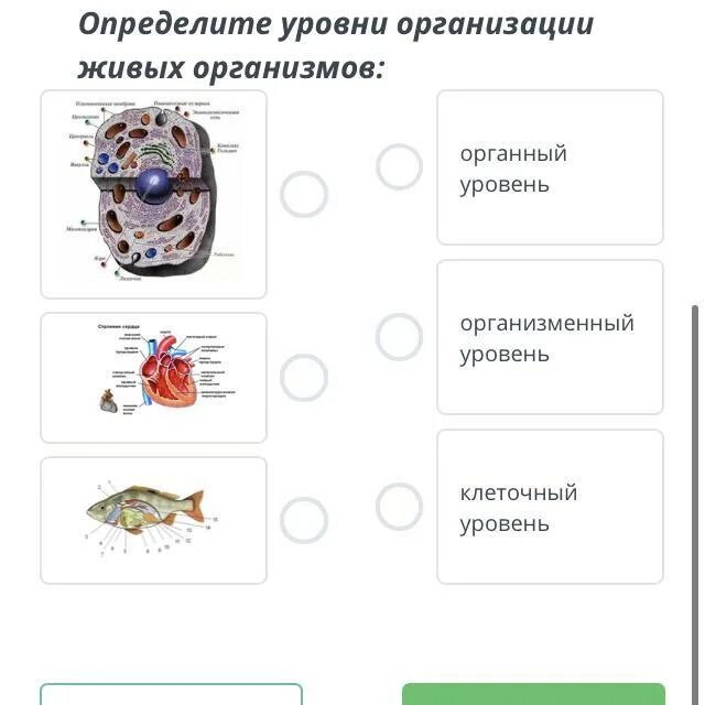 Процессы на клеточном уровне организации жизни. Клеточный уровень организации совпадает с организменным у. Уровни организации живой материи организменный уровень. Организменный уровень организации жизни процессы.