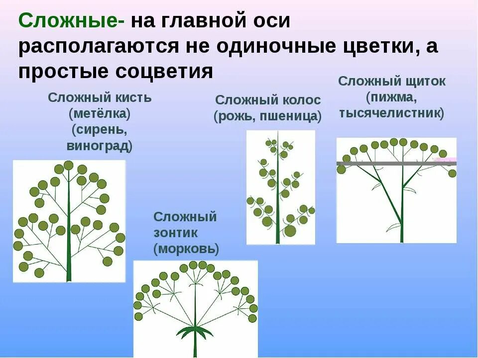 Каштан жизненная форма тип соцветия листорасположение. Соцветие щиток у пижмы. Пижма соцветие сложный щиток. Соцветие щиток тысячелистник. Щитковидная метелка соцветие.