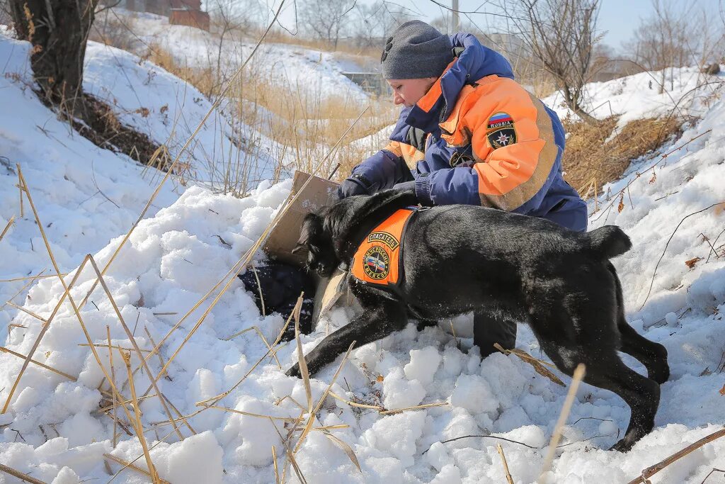 Служба МЧС России (поисково – спасательная служба). Поисково спасательные собаки. Собаки спасатели.
