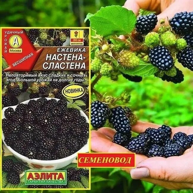 Ежевика настена сластена семена. Ежевика настена сластена. Ежевика лох тей. Ежевика настена сластена. Ежевика кустистая кустарники.
