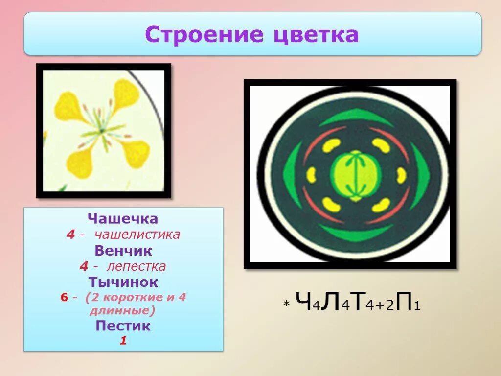 Ч4л4т4 2п1 формула какого цветка. Диаграмма семейства крестоцветных. Диаграмма цветка крестоцветных. Опишите строение цветка капусты по формуле ч4л4т4+2п1. Формула и диаграмма цветка крестоцветных.