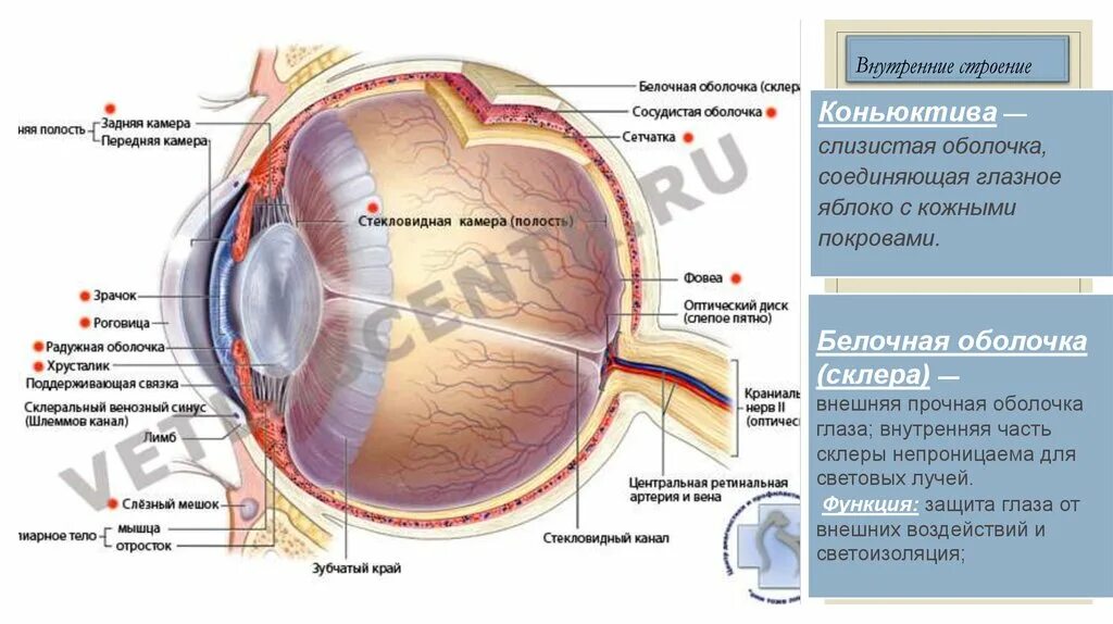 Белочная оболочка глаза человека. Строение склера глаза собаки. Лимб роговицы строение. Роговица глазного яблока анатомия. Склера сосудистая оболочка сетчатка.