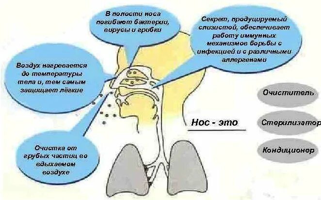 Болит переносица при нажатии насморка. Переносица носа где находится. Болит носовая кость при нажатии.