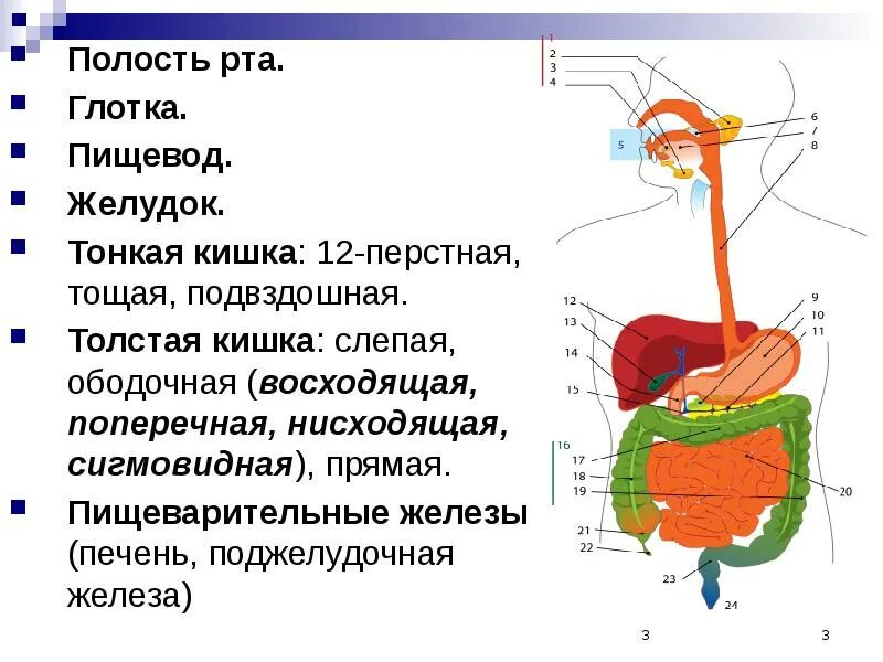 Глотка 4 буквы. Органы пищеварительной системы двенадцатиперстная кишка. Тонкий кишечник печень и поджелудочная железа. Ротовая полость желудок толстая кишка. Пищеварительная система глотка пищевод желудок.