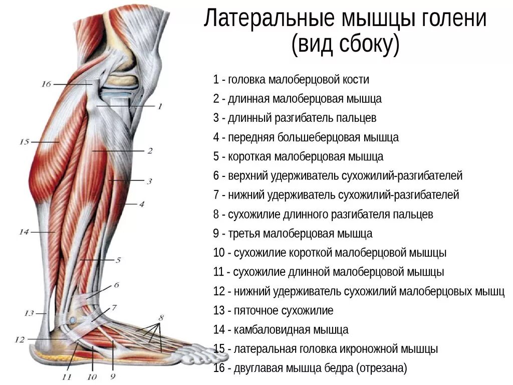 Мышцы нижней конечности сбоку. Мышцы нижней конечности вид сбоку. Нижняя конечность мышцы голени вид сбоку. Правая нога бедро мышцы