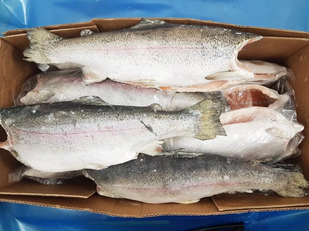 2 форели. Форель premium свежемороженая. Форель карельская непотершенная. Форель карельская псг. Форель радужная охл.