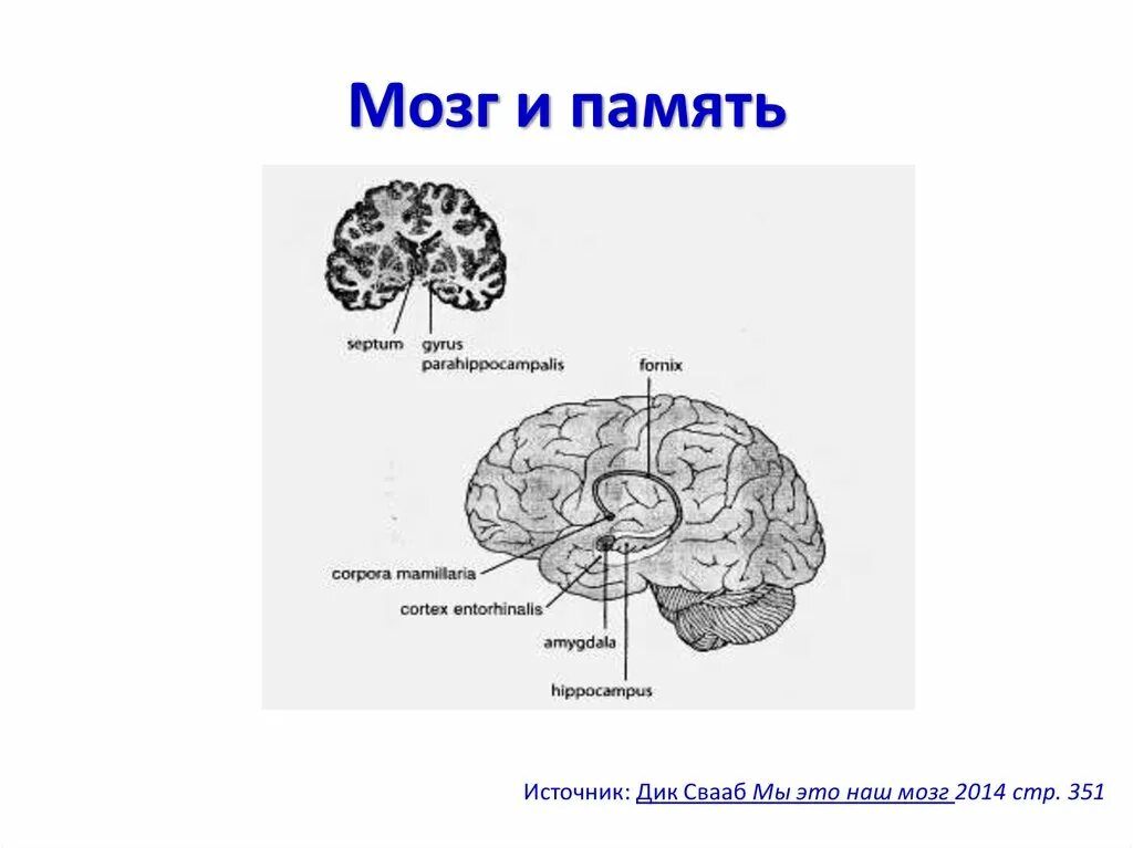 Сколько в мозгах памяти. Мозг память. Мозг и память человека. Объем памяти мозга. Объём памяти человеческого мозга.