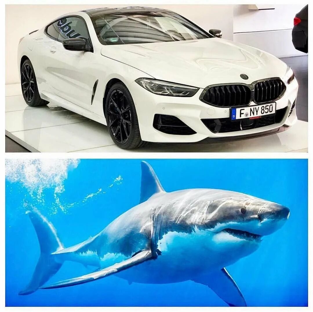 Авто. 3д аэрография на авто. Bmw 850 акула. Аэрография на капот. Белая акула машина.