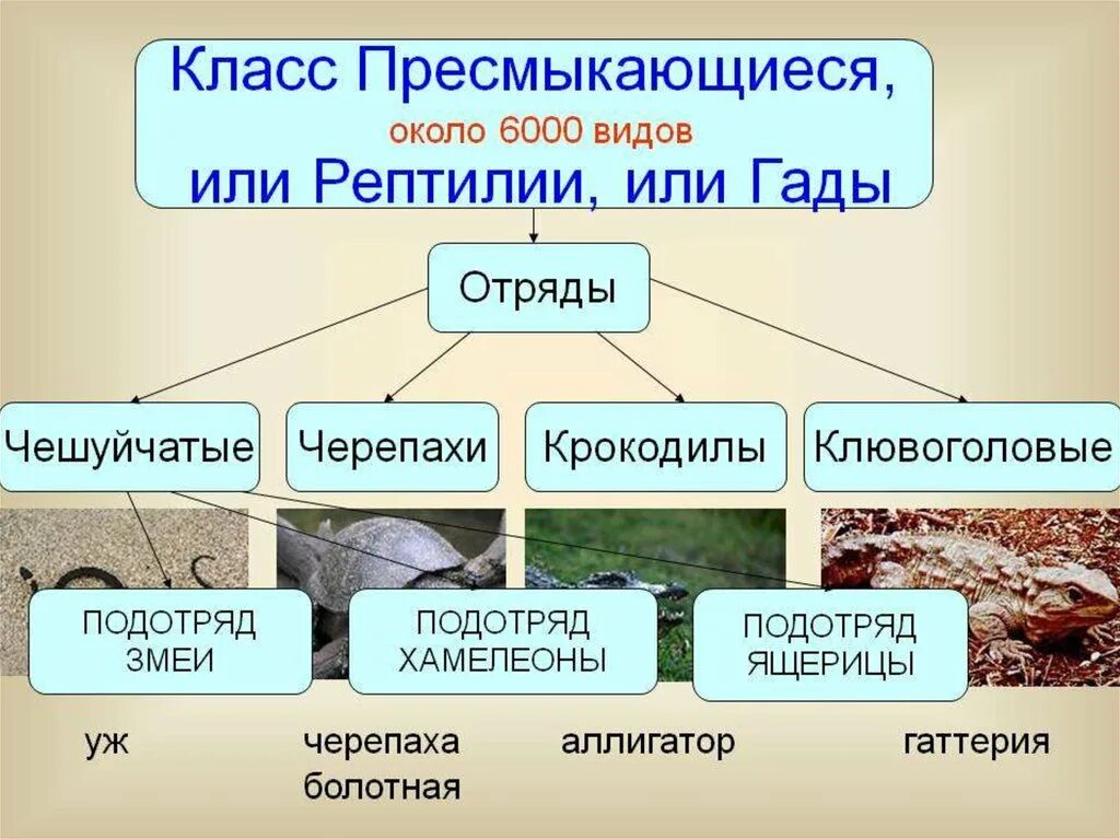 Класс рептилии отряды. Биология 7 класс класс пресмыкающиеся или рептилии таблица. Отряды пресмыкающихся 7 класс биология. Таблица класс пресмыкающиеся или рептилии 7 класс по биологии. Отряды и представители класс пресмыкающиеся или рептилии.