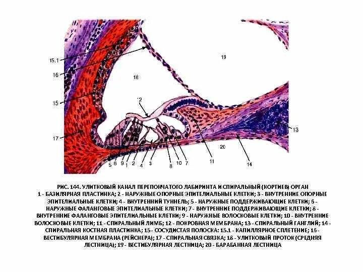 Кортиев орган вестибулярный аппарат. Кортиев орган гистология. Строение улитки Кортиев орган. Кортиев орган гистология схема. Кортиев орган гистология ткани.