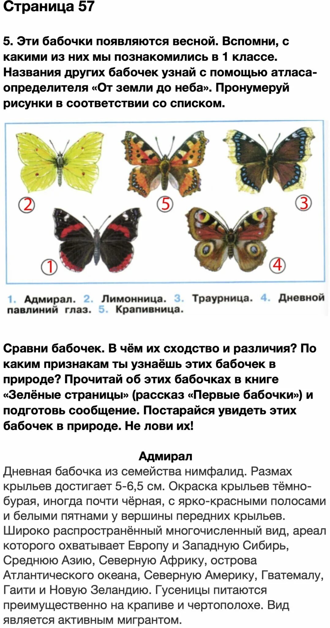 Эти бабочки появляются весной. Определитель `атлас бабочек`. Бабочки появляются весной пронумеруй. Виды бабочек 2 класс окружающий мир.