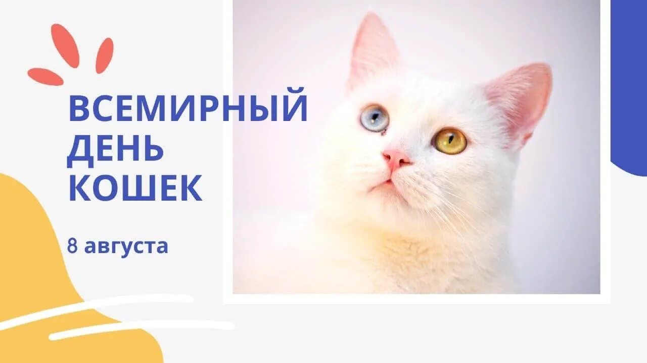 Беседа день кошек. Всемирный день кошек. День кошек 8 августа. 8августв Всемирный день кошек. Международный кошачий день.