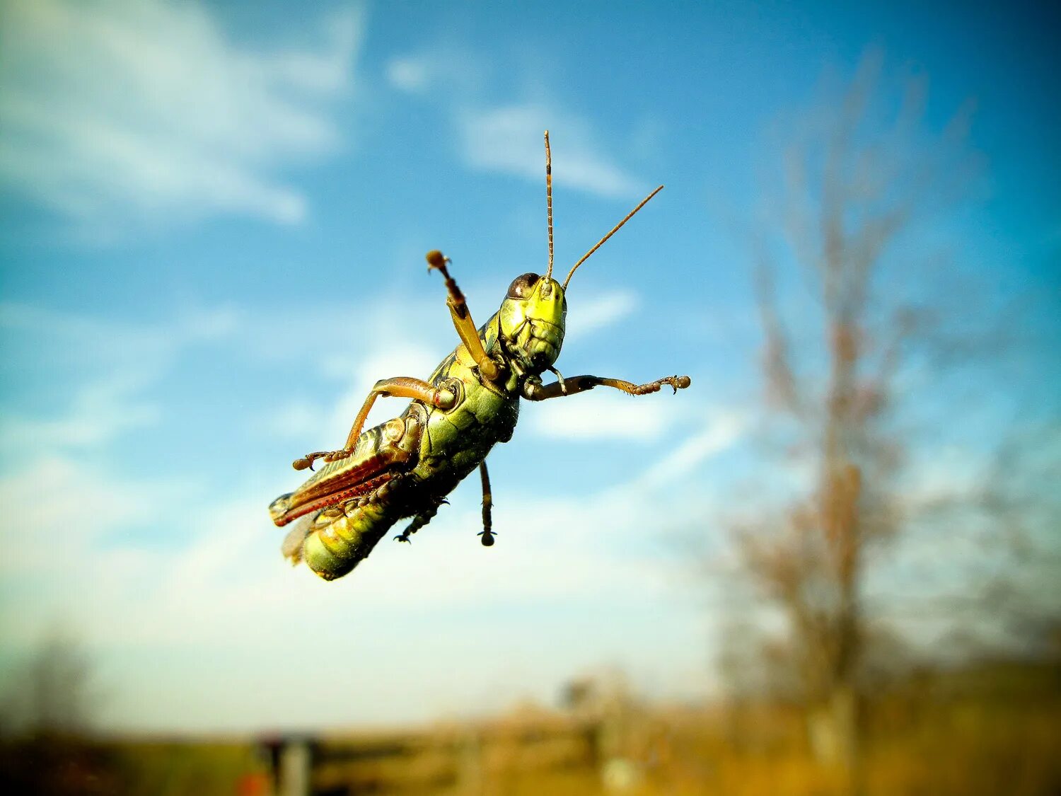 Кузнечик прыгает. Летающий кузнечик. Полёт насекомых. Сверчок прыгает.