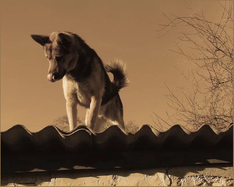 Собака на крыше. Собака на крыше Мем. Сабачний на крыше дома. Собачка на крыше дома.