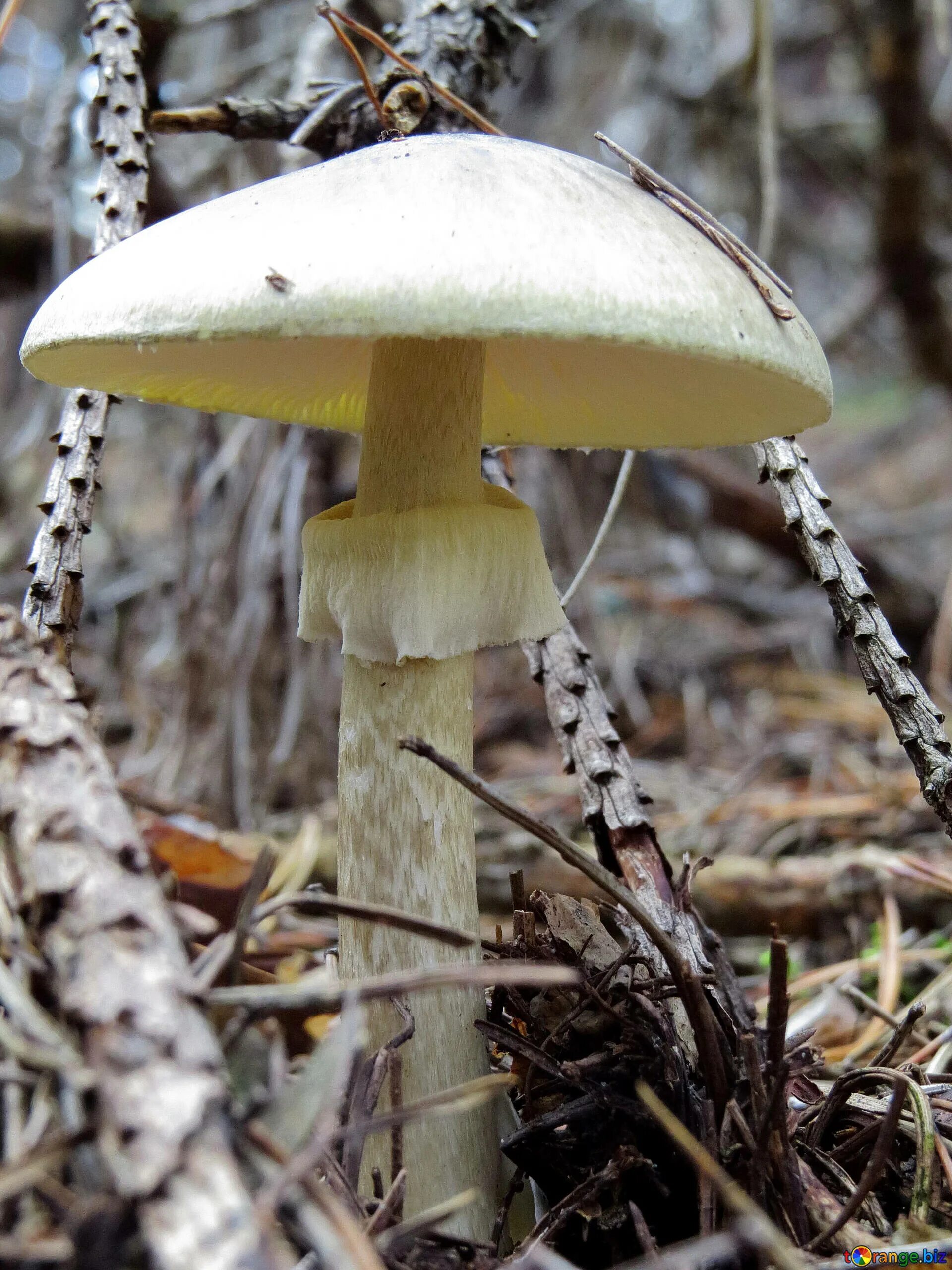 Какие белые поганки. Белая поганка гриб. Бледная поганка гриб. Amanita phalloides гриб. Бледная поганка белая.