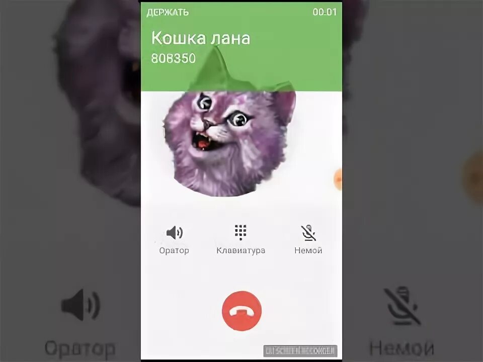 Какой номер кошки