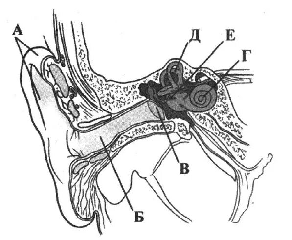 Закупорка евстахиевой трубы. Как ухо соединяется с носоглоткой. Катетеризация евстахиевой трубы через носоглотку. Евстахиева труба и соустье.