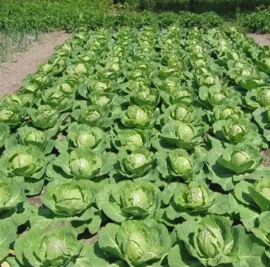Можно ли раннюю капусту