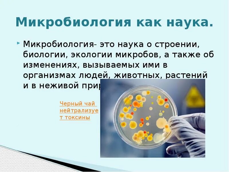 Клон в микробиологии это