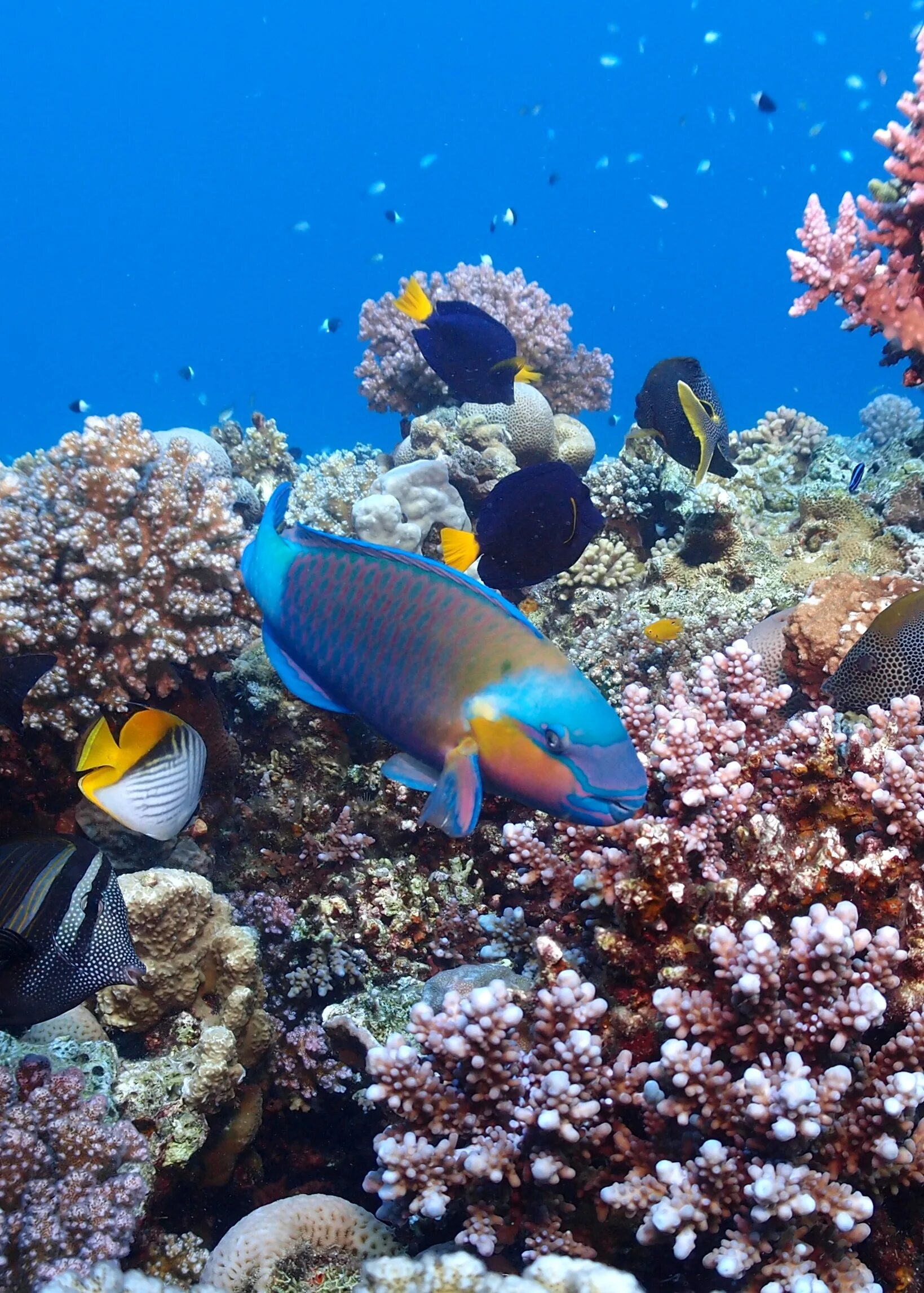 Коралловые рифы в хургаде. Подводный мир Египта Шарм-Эль-Шейх. Коралловый риф Хургада. Подводный риф Шарм-Эль-Шейх. Кораллы в Хургаде.