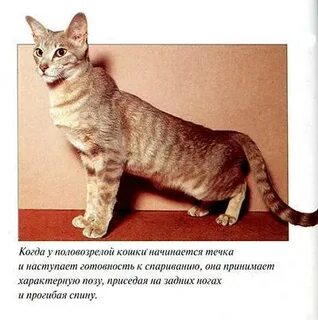 Сколько течка у кошек шотландской