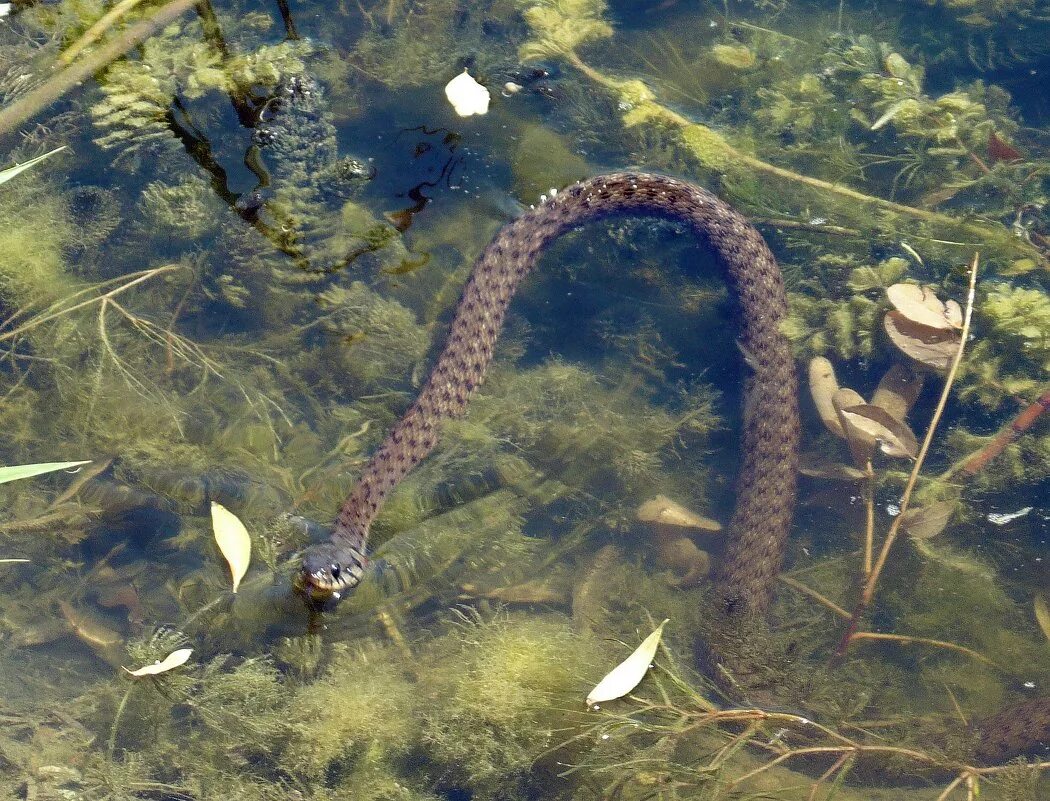 Черви водоема. Водяная змея в пруду. Уж в озере. Водяной уж. Уж в пруду.