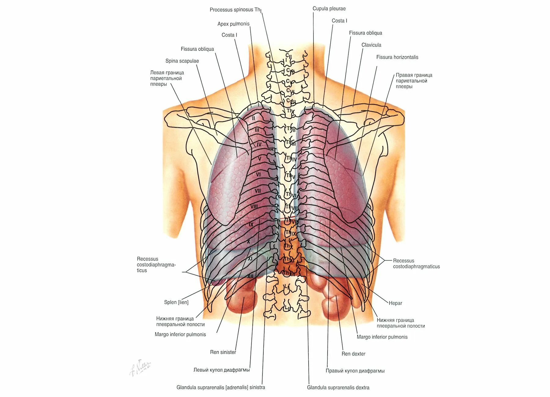 Где находятся легкие. Строение спины сзади у человека органы. Строение человека внутренние органы вид сзади. Структура человека сзади органы. Внутренние органы сзади справа.