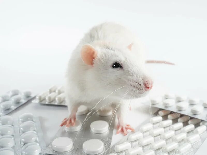 Экспериментальная мышь. Лабораторные животные. Белые лабораторные мыши. Лабораторные животные защита. Экспериментальные животные.