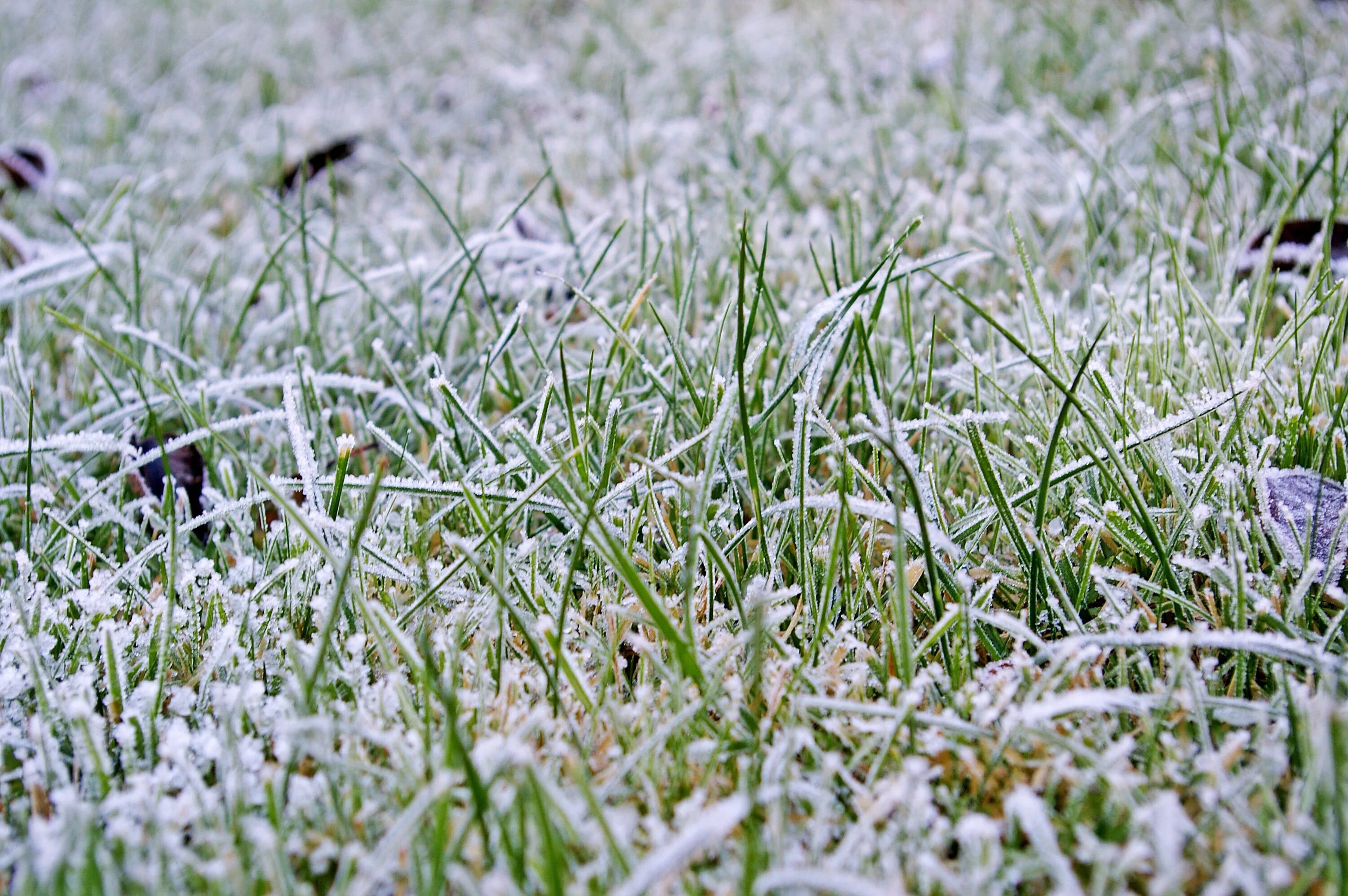 Газон под снегом. Весенний газон. Зимний газон. Весенняя лужайка. Плесень зимой