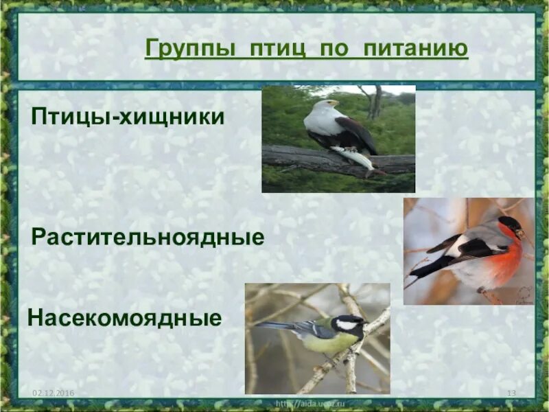 Разделите птиц на группы по способу питания. Птицы по способу питания. Растительноядные птицы. Насекомоядные Хищные и растительноядные птицы. Типы питания птиц.