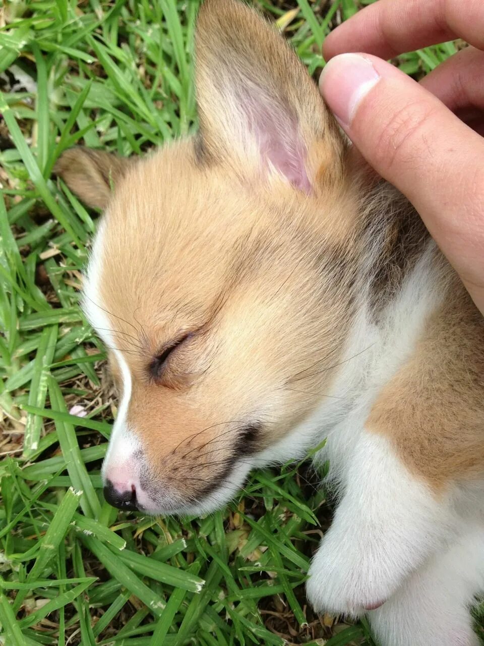 Как выглядит щенок корги. Собака вельш корги пемброк. Собака вельш корги пемброк. Вельш корги пемброк. Вельш корги пемброк 1 месяц.