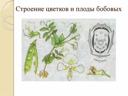 Семейство мотыльковые плод