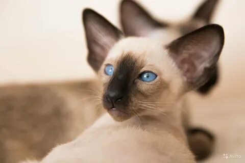 Окрас сиамских кошек