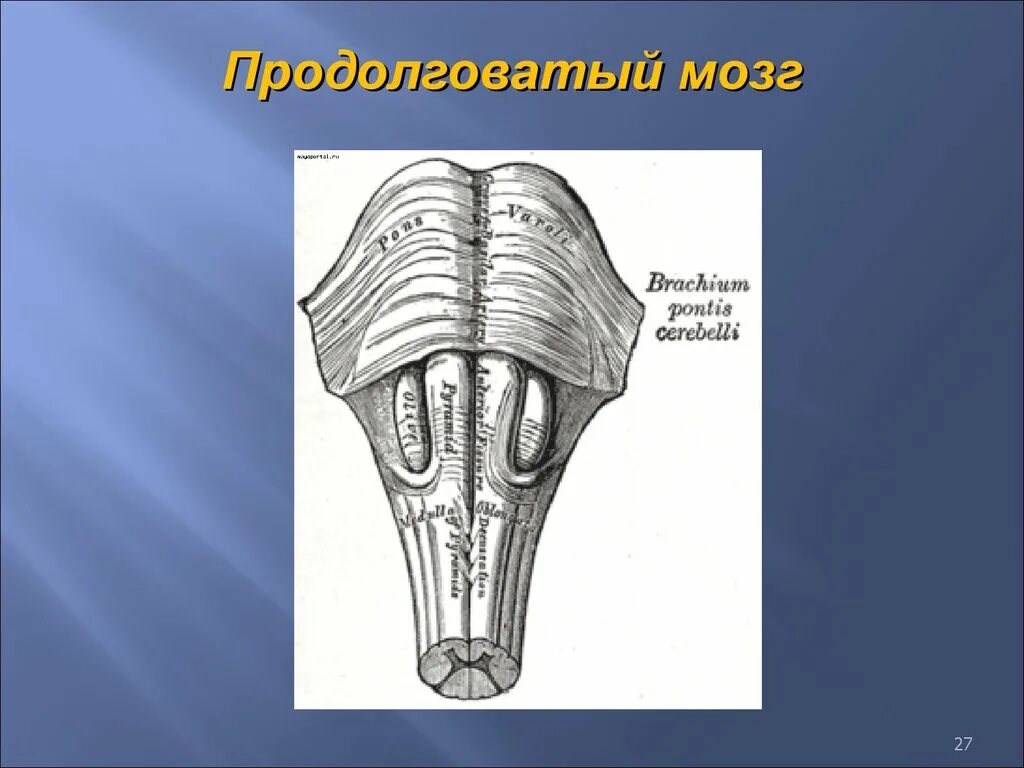 Каким номером на рисунке обозначен продолговатый мозг. Продолговатый мозг. Продолговатый мозг в мозге. Продолговатый мозг анатомия. Продолговатый мозг рисунок.