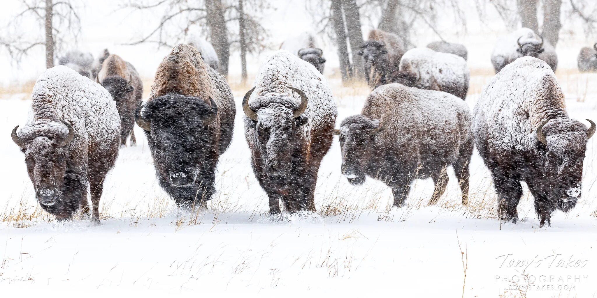 Музыка бизоны. Sanningen картинка. Bison-b. Музыка бизоны. Песня бизон.