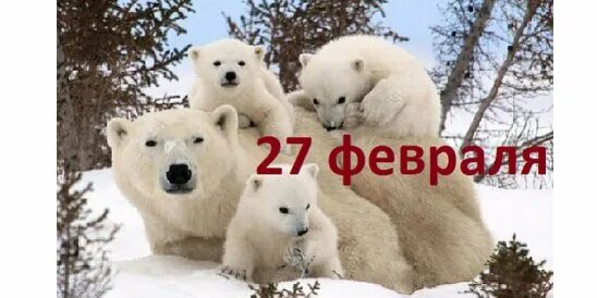 Международный день полярного медведя. 27 Февраля день белого медведя. 27 Февраля. Февраль день белого медведя. Белые дни в феврале