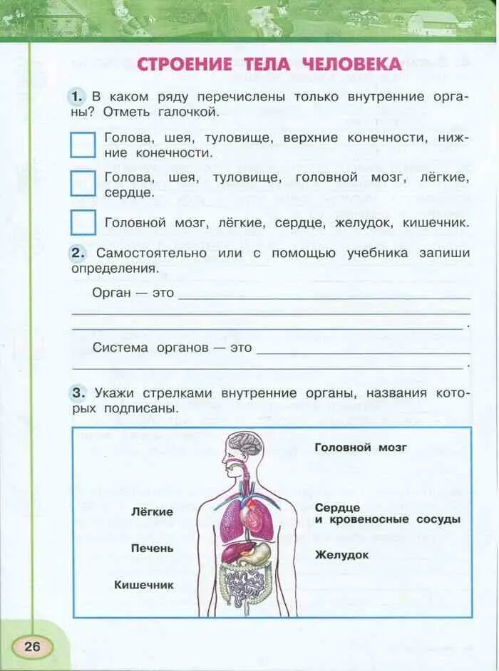 Окружающий мир 3 класс рабочая тетрадь 2 часть Плешаков Новицкая. Окружающий мир 3 класс Плешаков рабочая тетрадь человек тема. Строение тела человека рабочая тетрадь окружающий мир стр 3. Строение тела человека 2 класс окружающий мир Плешаков. Тест строение человека 3 класс перспектива