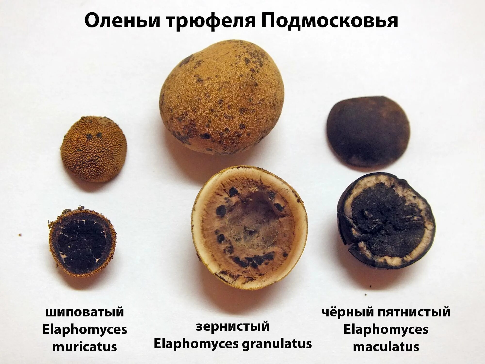 Как найти трюфель. Олений трюфель (elaphomyces granulatus). ложный трюфель, олений трюфель. трюфель в подмосковье. трюфель в разрезе.