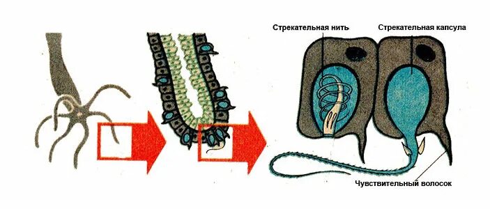 Стрекательные клетки находятся у гидры в. Стрекательные клетки гидры. Стрекательные клетки кишечнополостных. Гидра Пресноводная стрекательные клетки. Стрекательные клетки медузы.