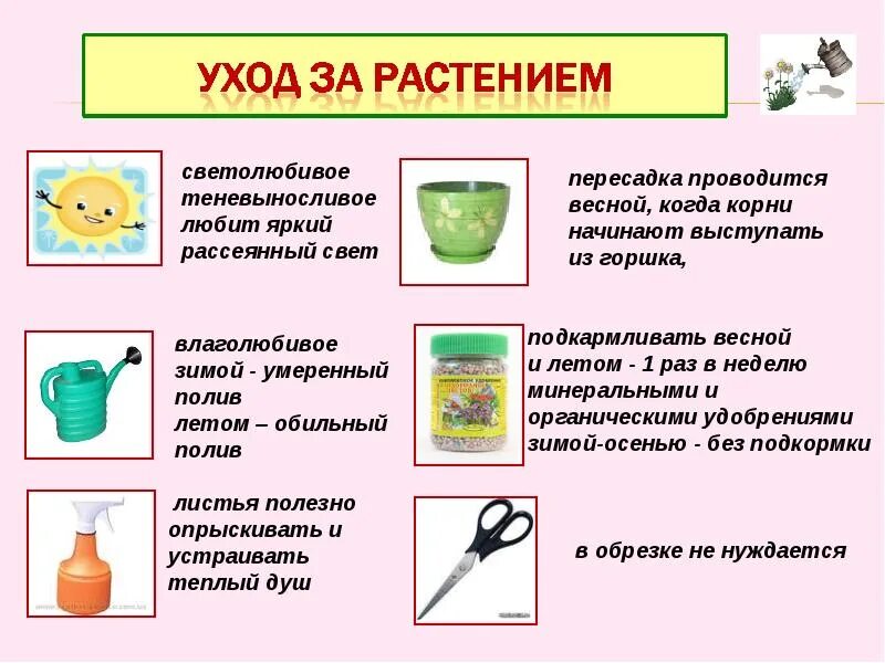 Правила ухода за комнатными растениями. Уход за комнатнамирастениями. Уход заикомнатными растениями. Памятка по уходу за комнатными растениями. Уход за растениями в старшей группе