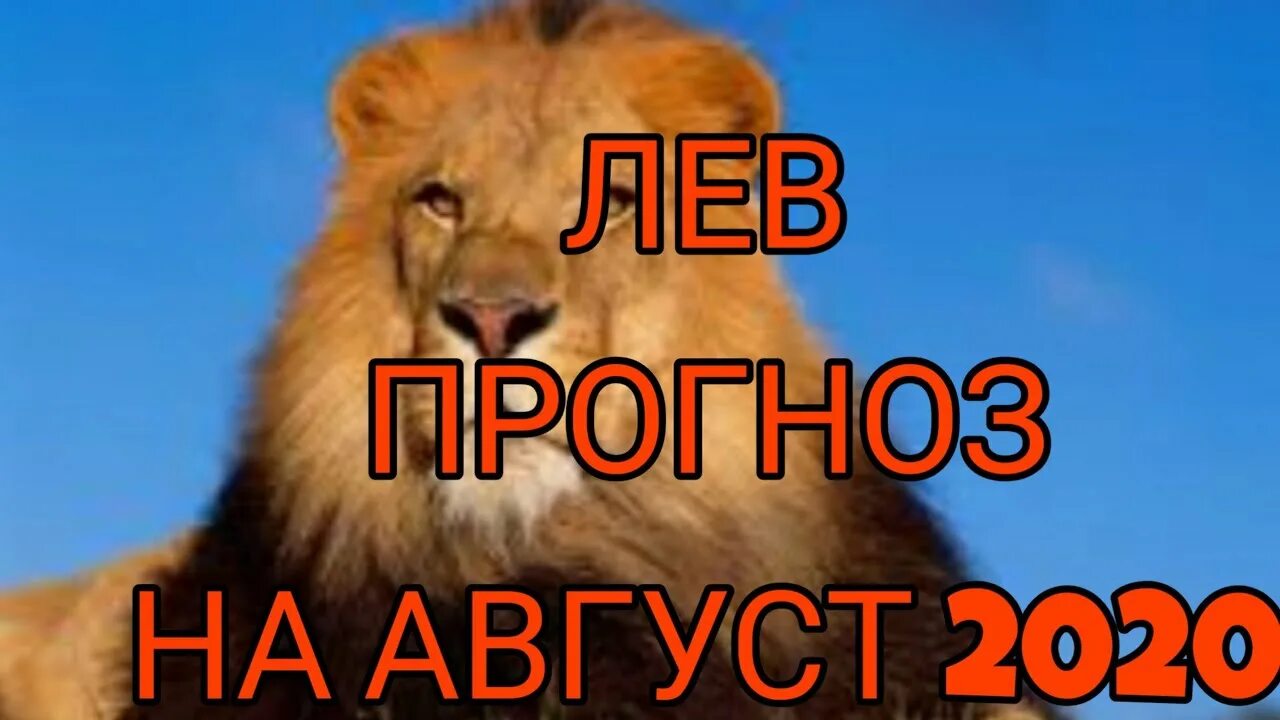 Август Лев. 23 Августа Лев. Лев август женщина. Пора Львов август.