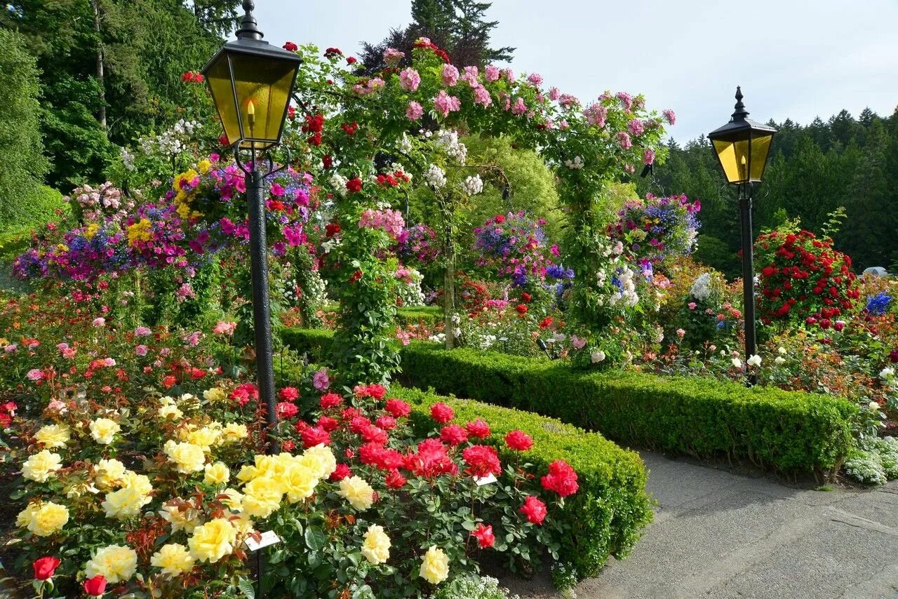 Butchart Gardens, Канада розарий. Сады Бутчартов в Канаде розарий. Розовый сад Бутчартов Канада. Butchart Gardens розарий сада Бутчартов сад роз.